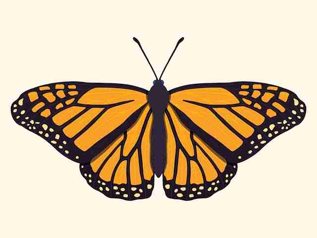 蘑菇视频电脑版——沉浸式热门排行评测秘籍